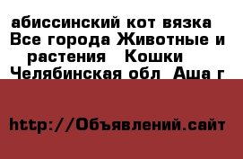 абиссинский кот вязка - Все города Животные и растения » Кошки   . Челябинская обл.,Аша г.